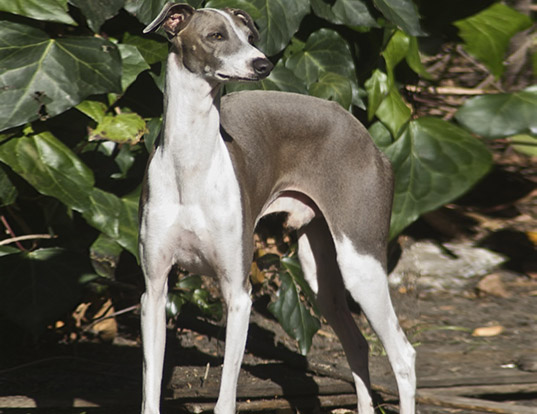 Picture of a italian greyhound