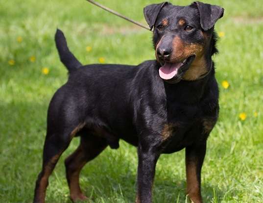 Picture of a jagdterrier