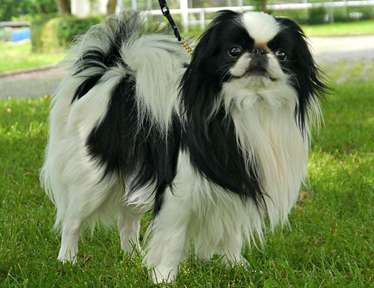 Picture of a japanese chin