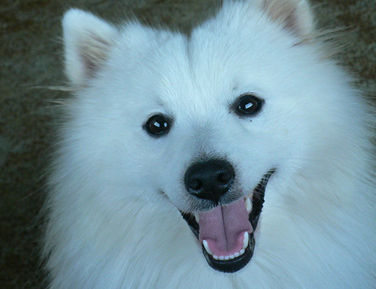 Picture of a japanese spitz