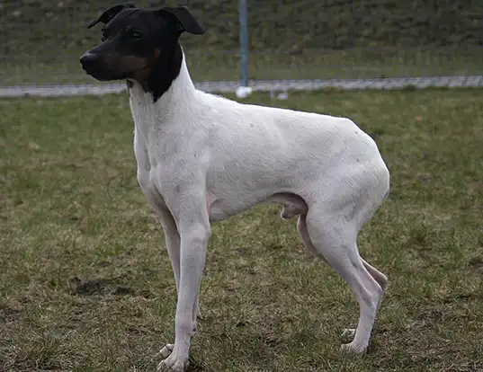 Picture of a japanese terrier