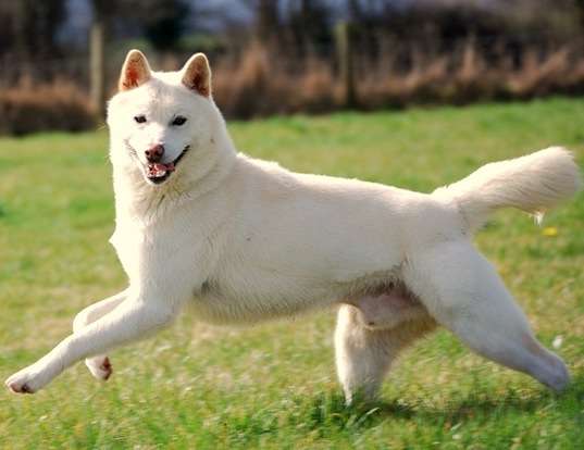 Picture of a jindo
