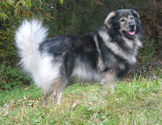 Picture of a karst shepherd dog