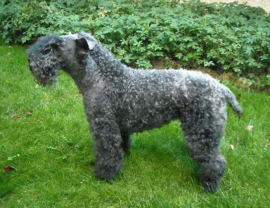 Picture of a kerry blue terrier