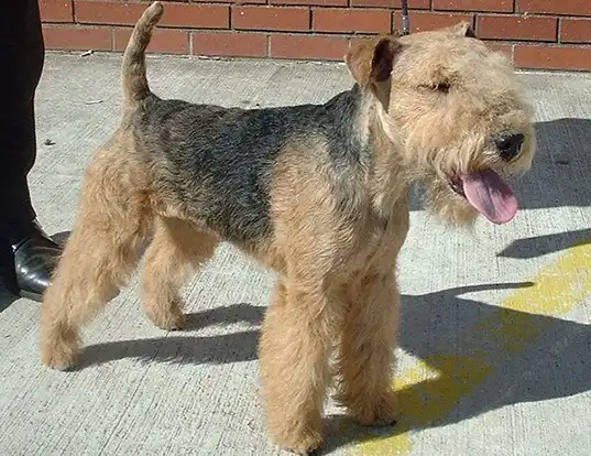 Picture of a lakeland terrier