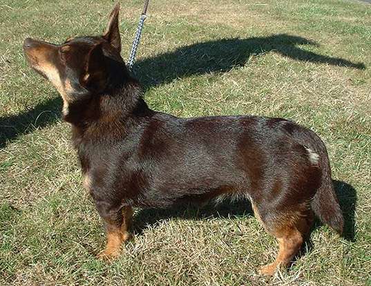 Picture of a lancashire heeler