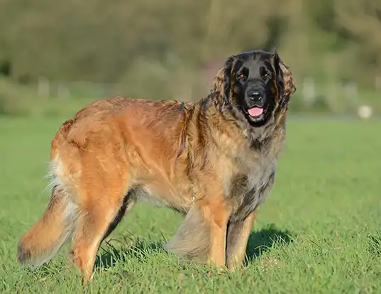 Picture of a leonberger
