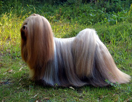 Picture of a lhasa apso
