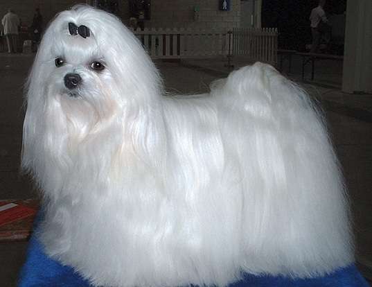 Picture of a maltese