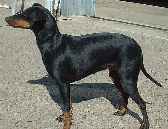 Picture of a manchester terrier