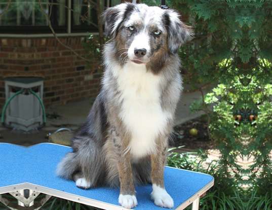 Picture of a miniature american shepherd
