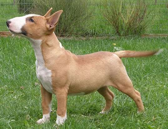 Picture of a miniature bull terrier
