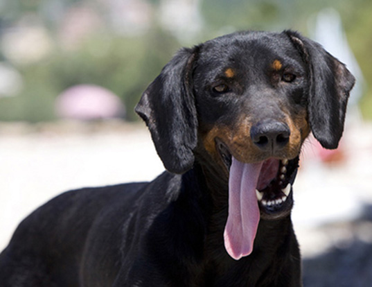 Picture of a montenegrin mountain hound