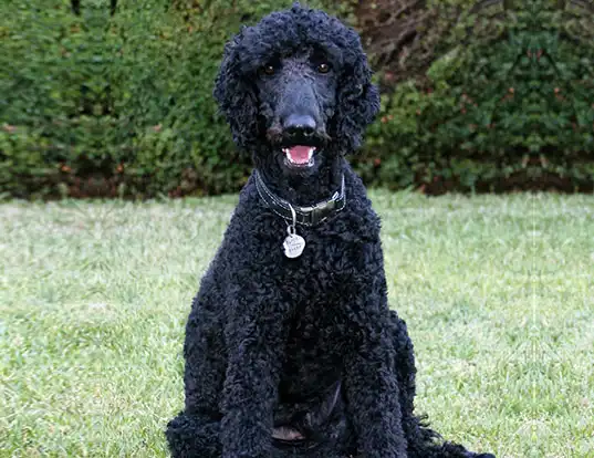 Picture of a multi-colored standard poodle