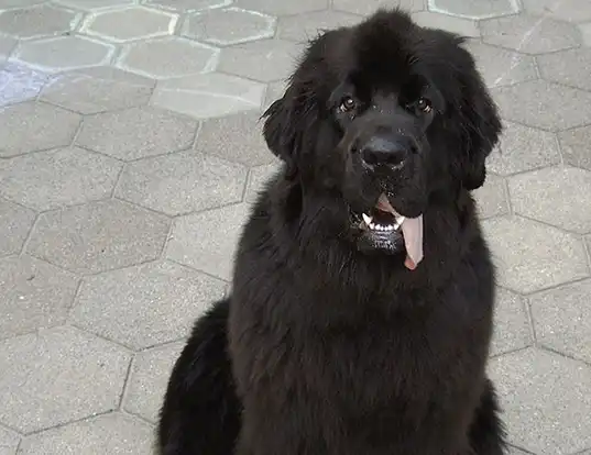 Picture of a newfoundland