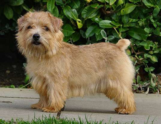 Picture of a norfolk terrier