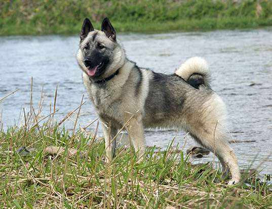 Picture of a norwegian elkhound