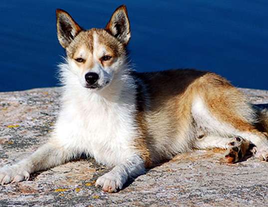 Picture of a norwegian lundehund