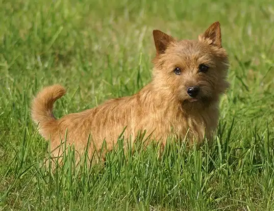 Picture of a norwich terrier