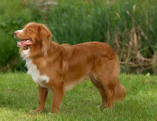 Picture of a nova scotia duck tolling retriever