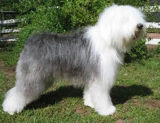 Picture of a old english sheepdog