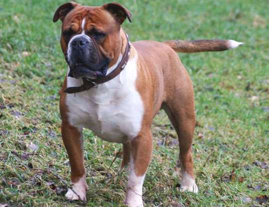 Picture of a olde english bulldogge