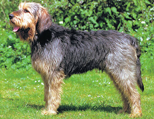 Picture of a otterhound