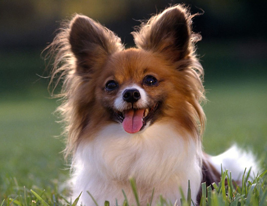Picture of a papillon
