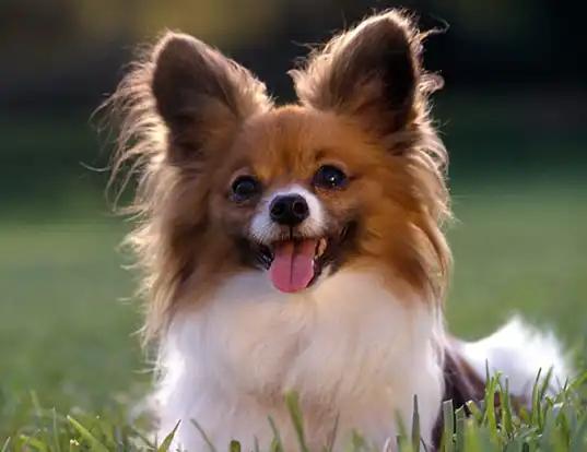 Picture of a papillon