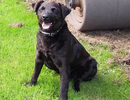 Picture of a patterdale terrier