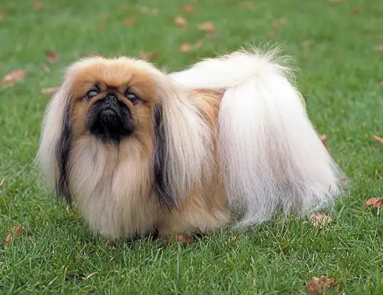 Picture of a pekingese