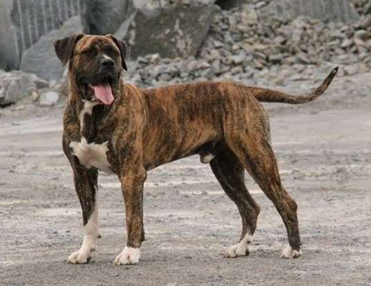 Picture of a perro de presa canario