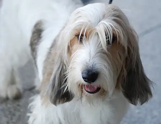 Picture of a petit basset griffon vendeen