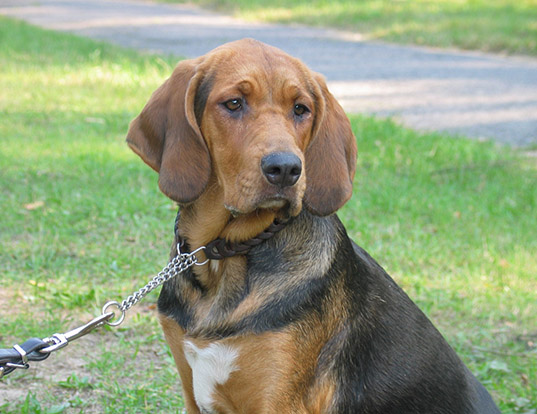 Picture of a polish hound