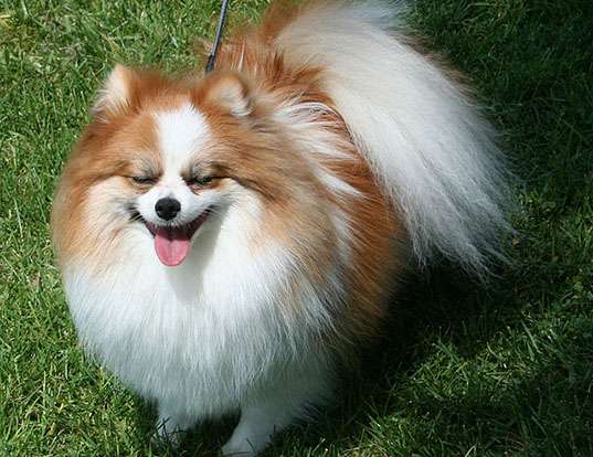 Picture of a pomeranian