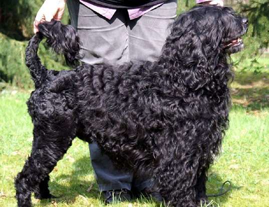 Picture of a portuguese water dog