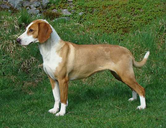 Picture of a posavaz hound