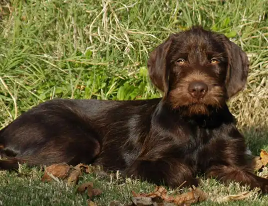 Picture of a pudelpointer