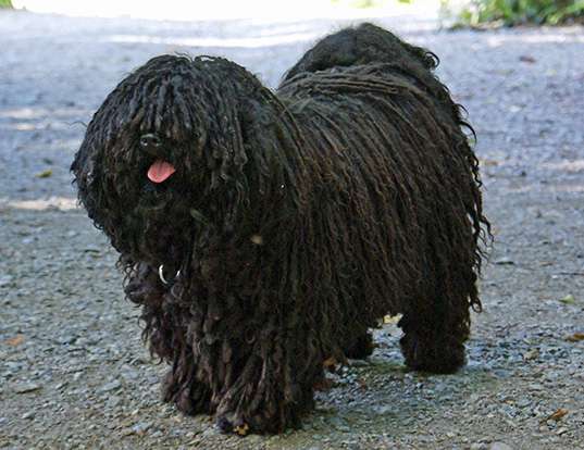 Picture of a puli