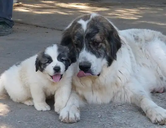 LIFE SPAN OF Pyrenean Mastiff