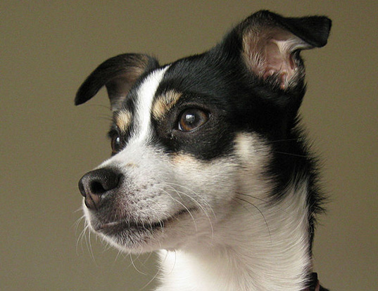 Picture of a rat terrier