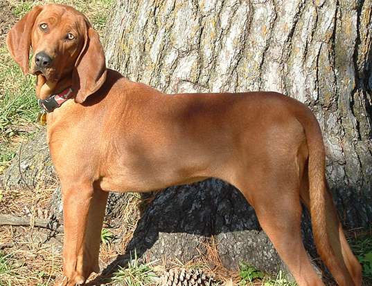 Picture of a redbone coonhound