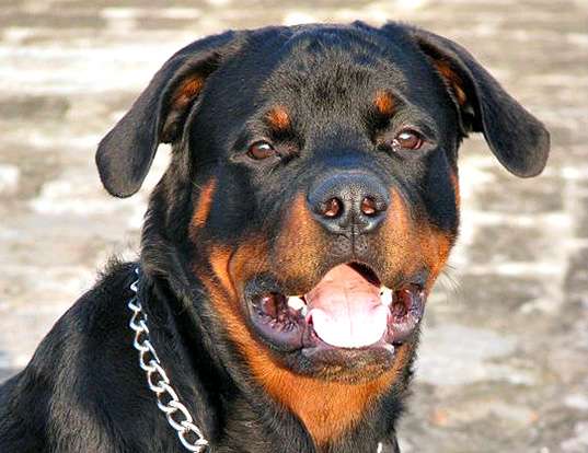 Picture of a rottweiler