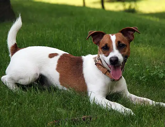 Picture of a russell terrier