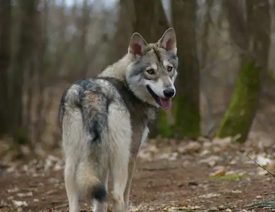 Picture of a saarloosewolfdog
