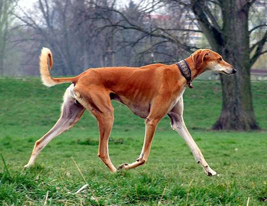 Picture of a saluki