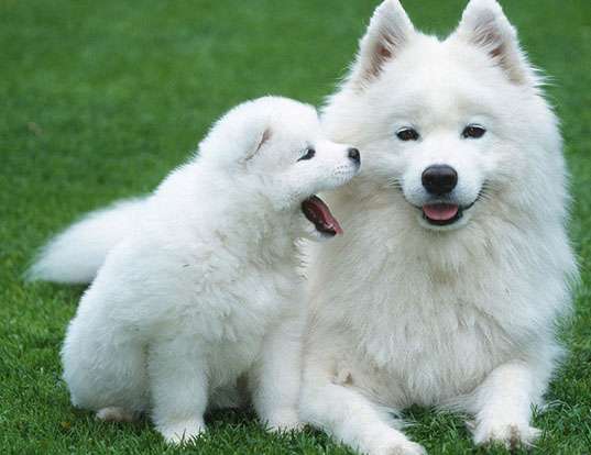 Picture of a samoyed