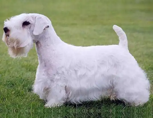 Picture of a sealyham terrier