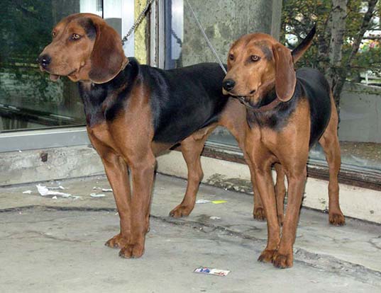 Picture of a serbian hound