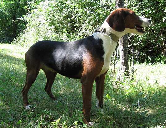 Picture of a serbian tricolor hound